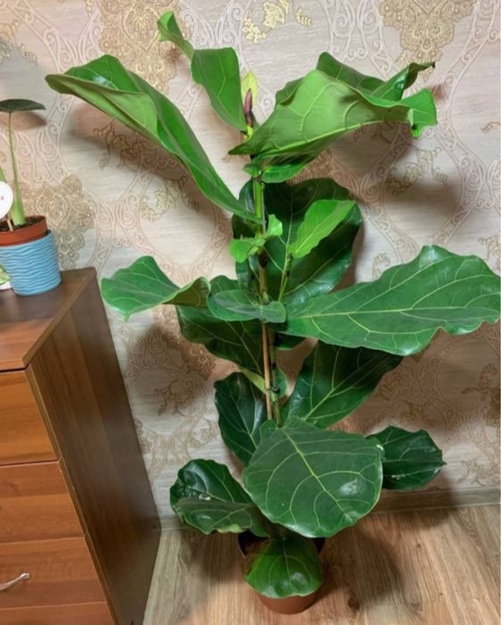 Вишуканий Фікус Лірата  h 85 см