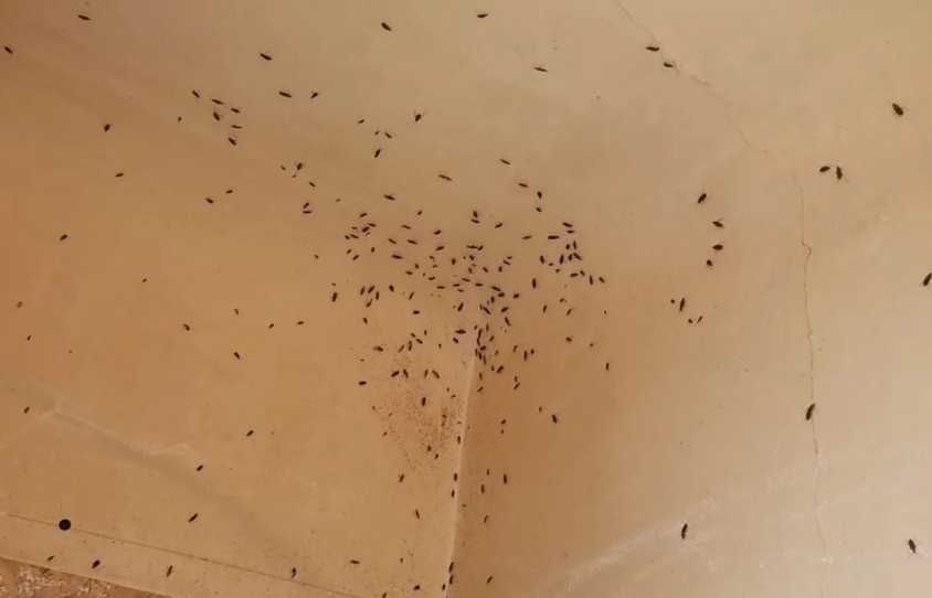 Уничтожение тараканов и клопов Киев и область Срочно Выезд сегодня