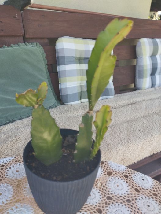 Epifilum dwie sadzonki