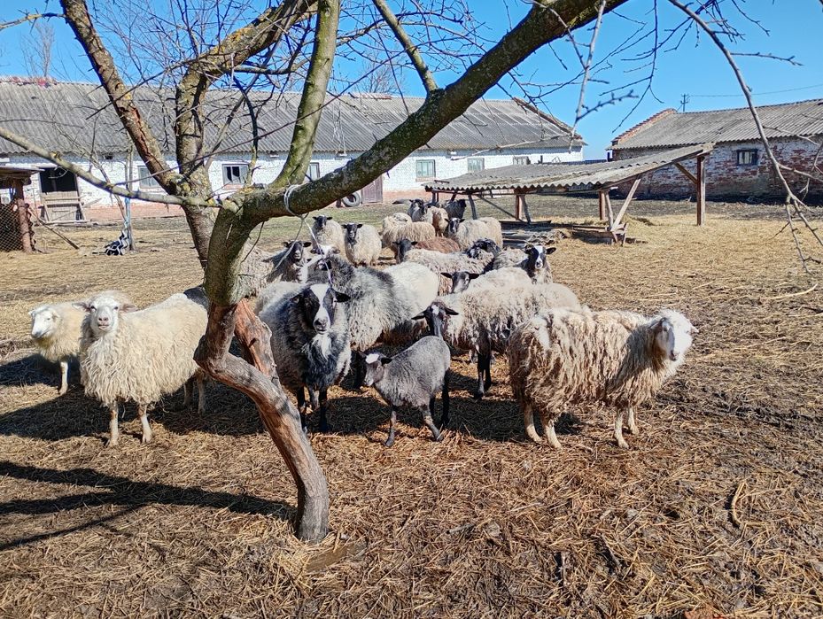 Продам вівці,ягнята,барани