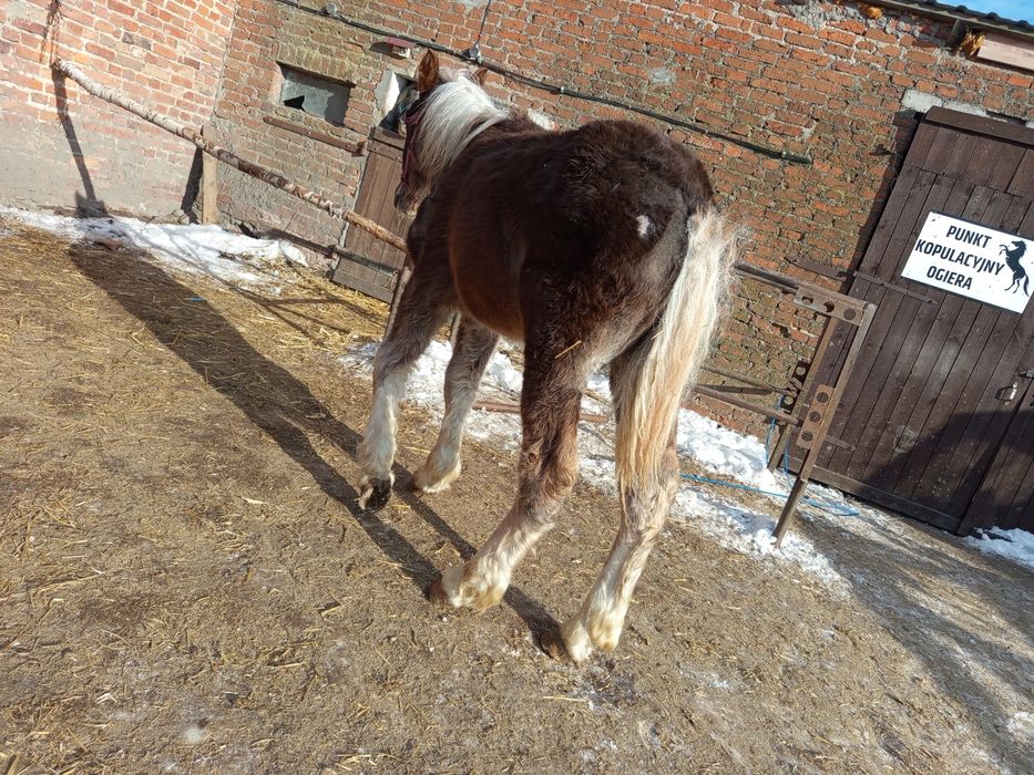 Sprzedam Źrebaki odsadki