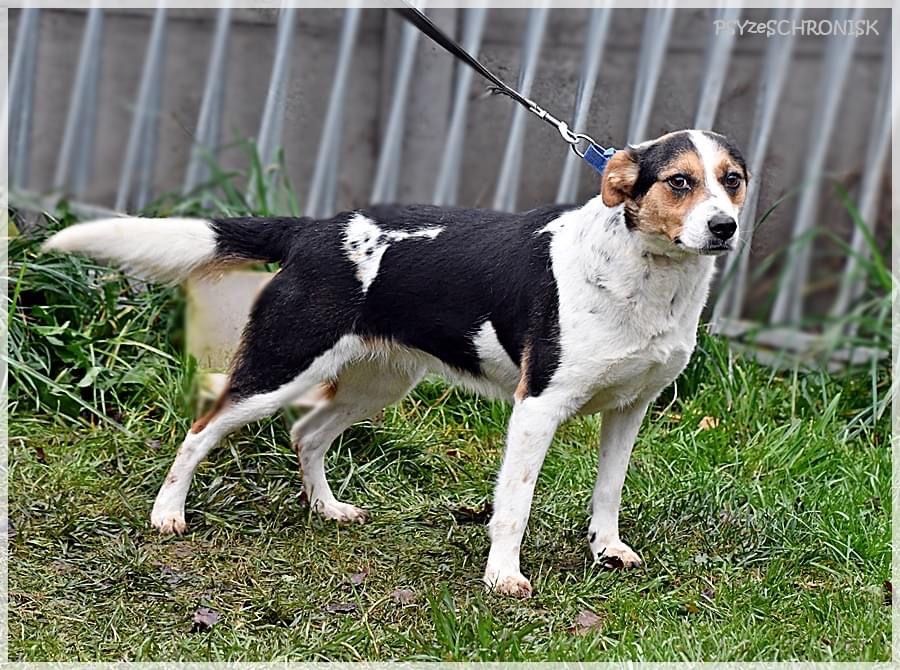 ELWIRKA mloda sunia, przytulasek bardzo lagodna