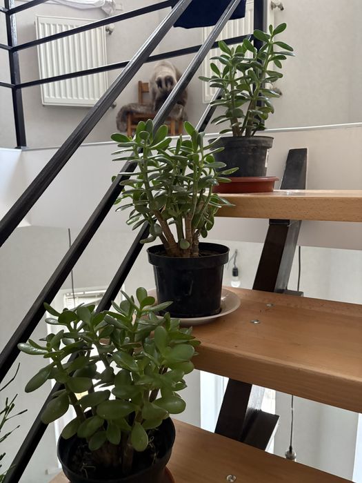 Красула грошове дерево толстянка