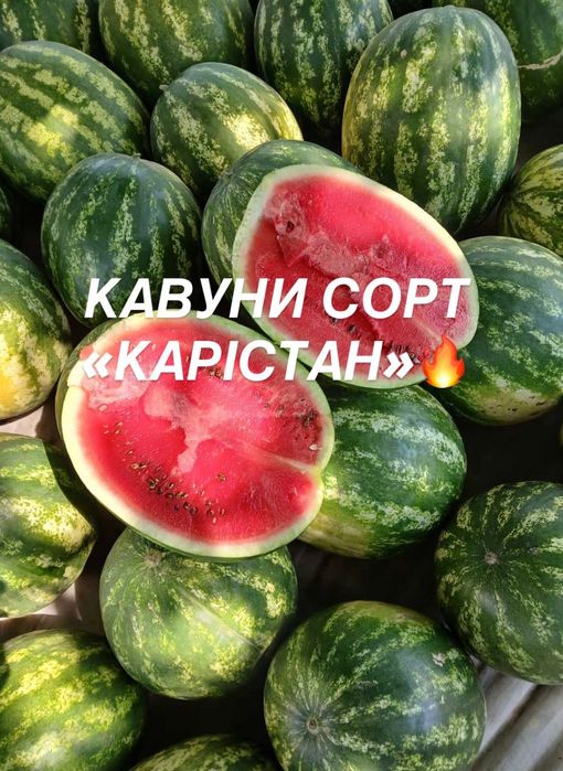 Солодкі та соковиті кавуни сорту «КАРІСТАН»