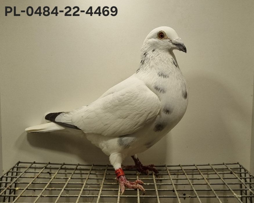 Gołębie Ludo Claessens