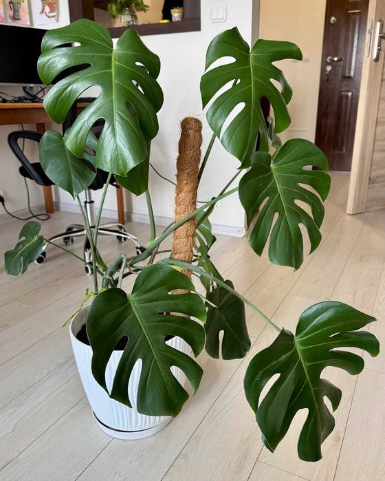 Zdrowa duża monstera