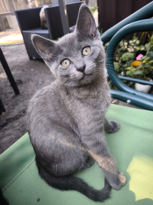кошеня, дівчинка