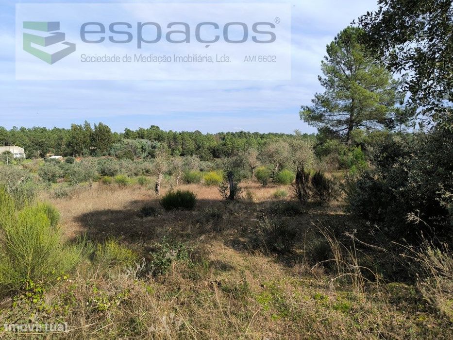 Terreno com olival e sobreiros - Salgueiro do Campo