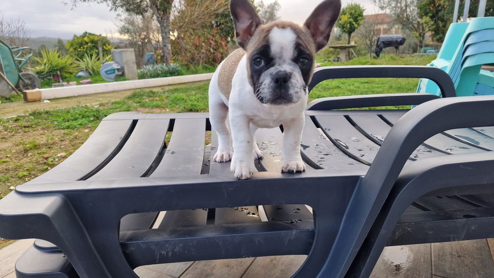 Bulldog francês puro