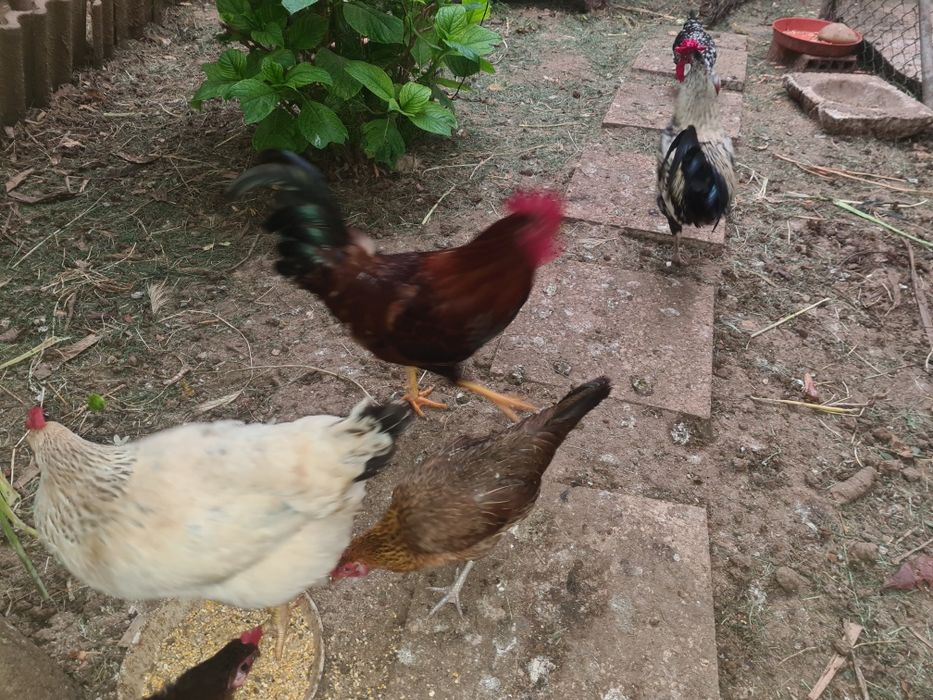 Vendo Ovos caseiros