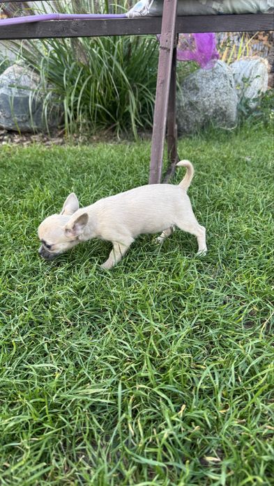 Suczka chihuahua xxs