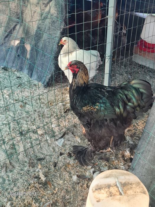 Galos e galinhas  brahma