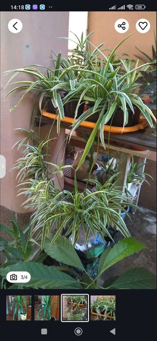 Комнатные растения