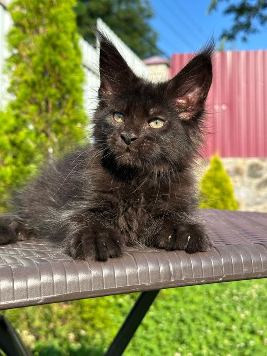 Zura-Kotka Maine Coon