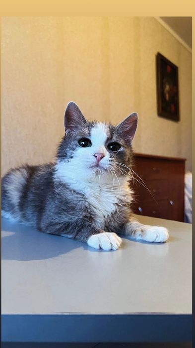 Отдам серо-белого котенка, девочка, 5 месяцев