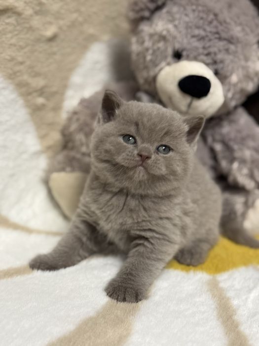 Kocur Brytyjski Liliowy Kot Biezkoptowy Kotek