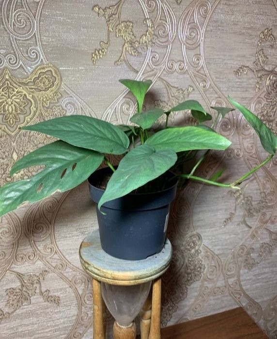 Епіпремнум (Монстера) 'Cebu Blue'