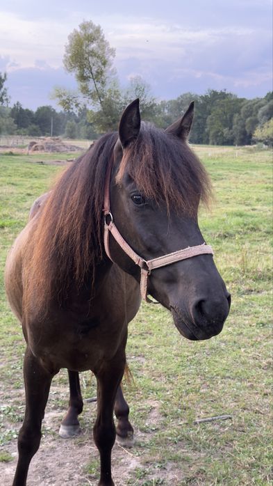 Sprzedam walacha huculskiego hucul