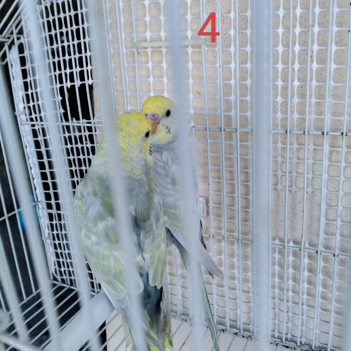 Piriquitos assas claras