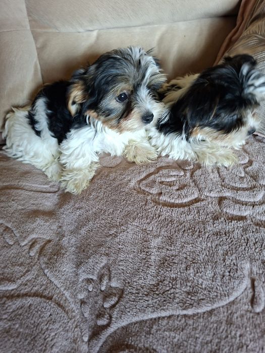 Yorkshire Terrier brewier dziewczynka