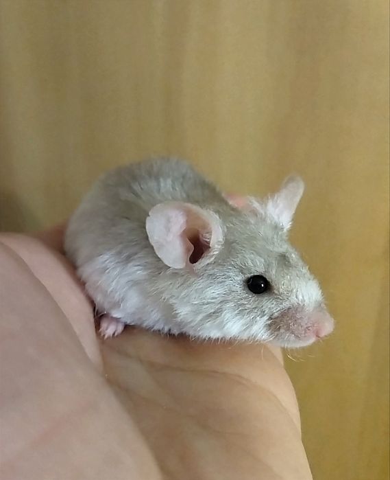 Мишки - пухнастики, ручні та прикольні