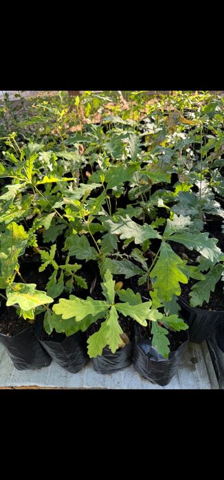 Carvalho Negral para venda. Plantas com 30-50cm