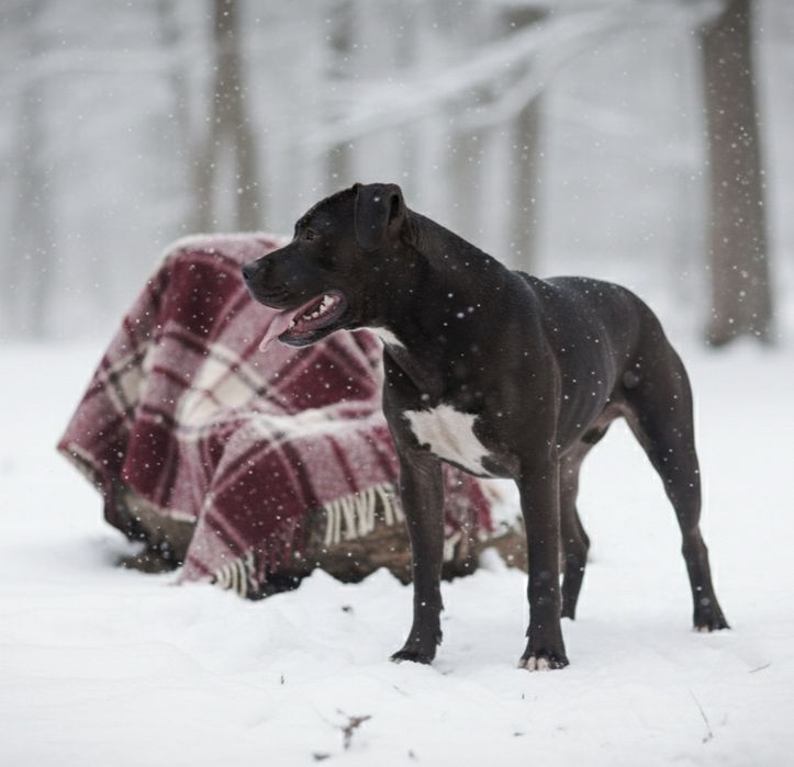 Цуценя Американський Пітбультер'єр. Пітбуль