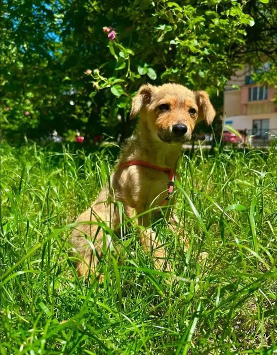 Отдам даром в добрые руки щенка