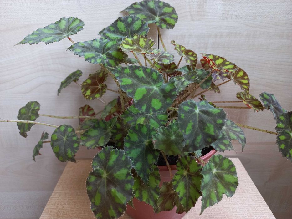 Бегония тигровая (комнатное растение)