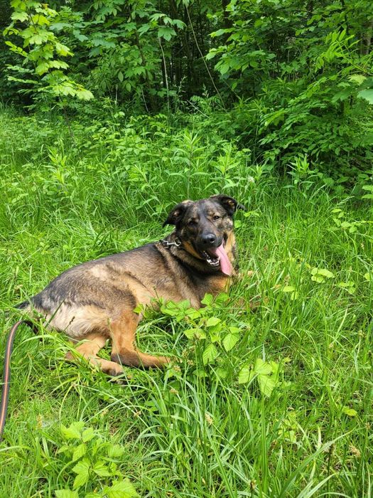 Młody zjawiskowy Simba szuka domu