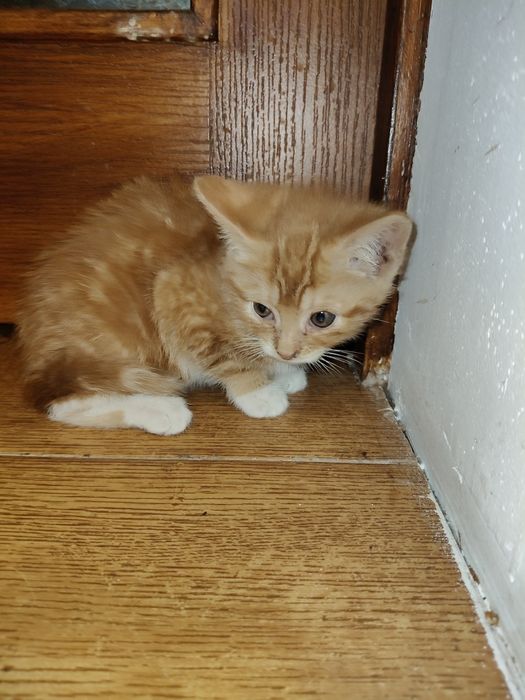 Віддам котиків з передової