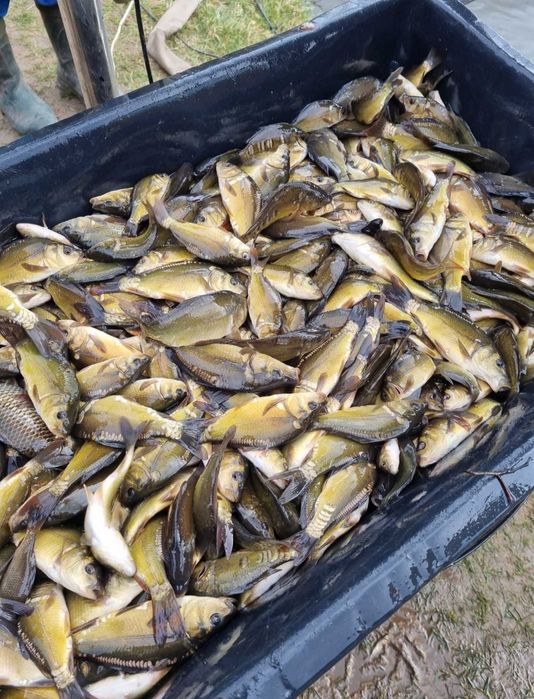 Narybek Karp Amur Tołpyga Lin Jesiotr Karaś Ryby do stawów