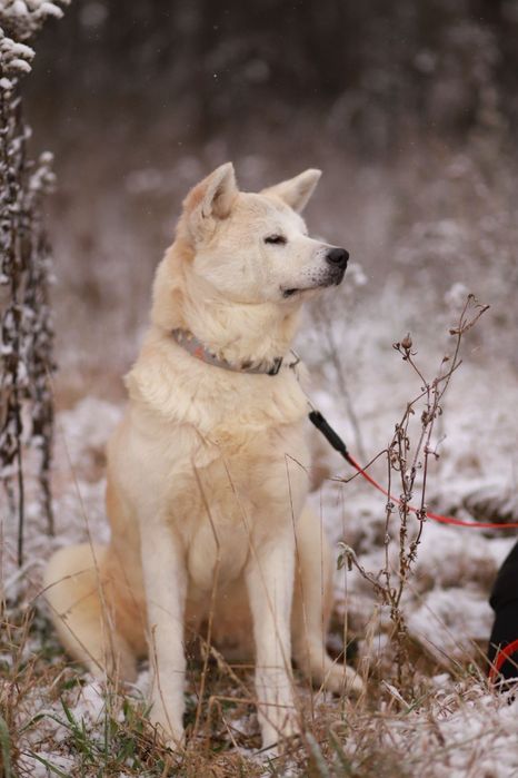 Biała suczka w typie akity szuka nowego domu,  za darmo