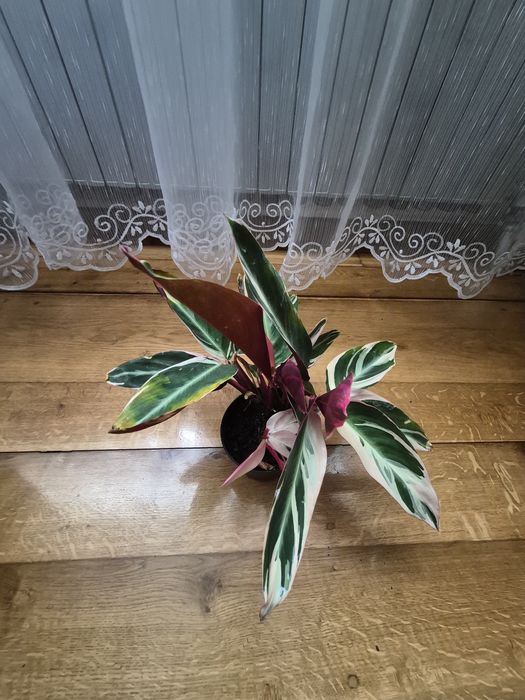 Kwiat domowy maranta  Stromanthe Triostar