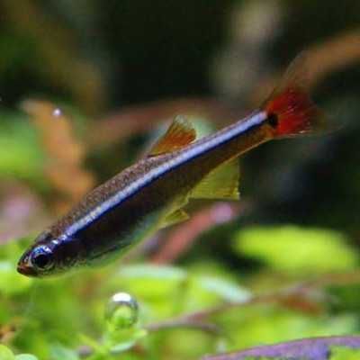 Falso Neon - Whitecloud (Tanichthys albonubes)