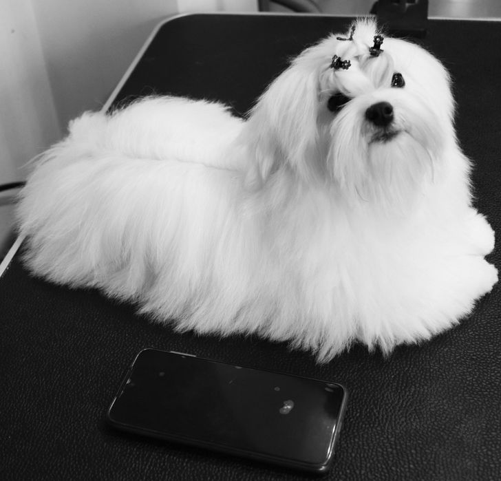 Дівчатка. Хлопчики. Міні. Стандарт.