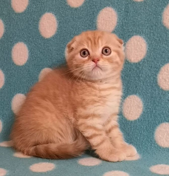 Эшли ( скоттиш фолд)