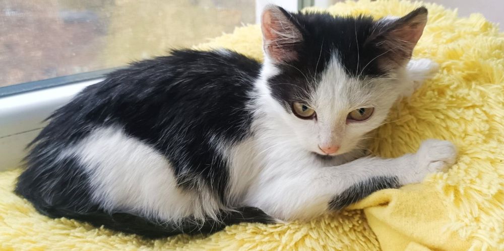 Кошеня, хлопчик, 3 місяці в пошуках господаря і дому