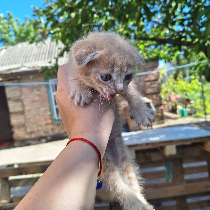 Кошенята шотландца