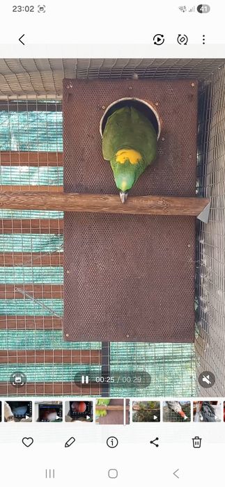Casal de Auropalliata