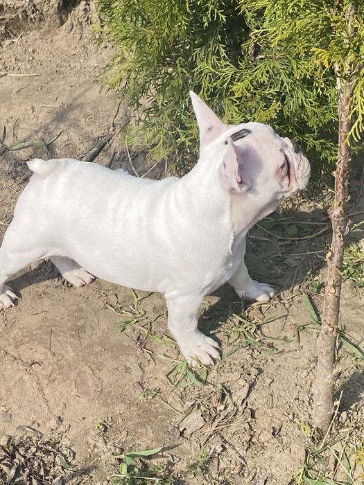 Buldog Francuski, suczka, biała