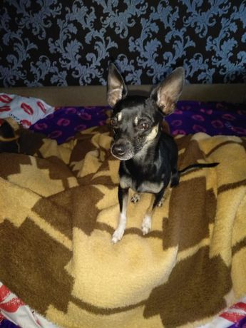 Русский той терьер ищет невесту)