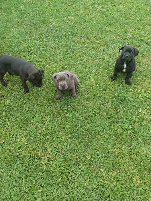 Кане - Корсо цуценята