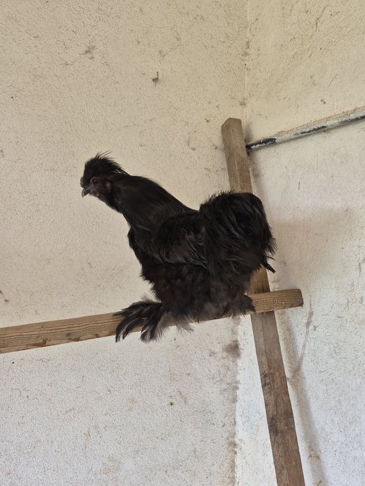 Sedosas do Japão  barbudas