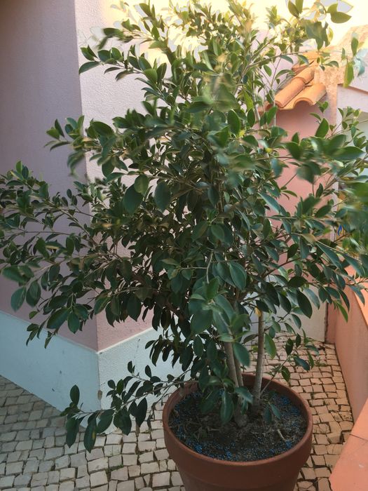 Ficus Ginseng -planta *** NOVO PRECO****