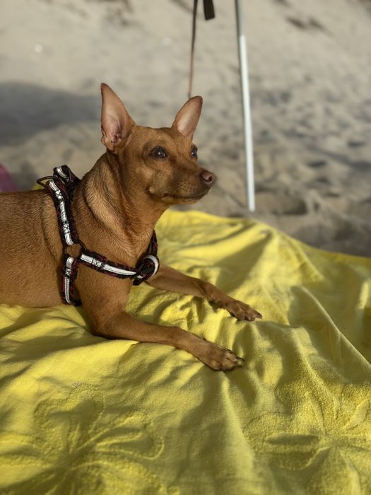 Pinscher fêmea de 6 anos procura namorado