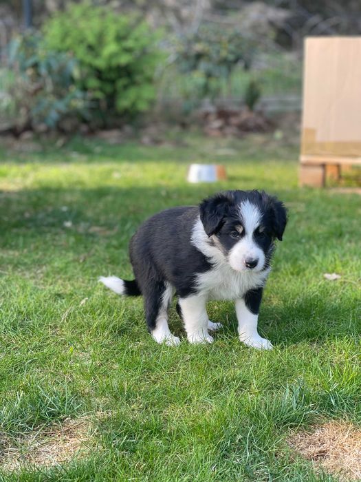 Border Collie Szczeniaczki