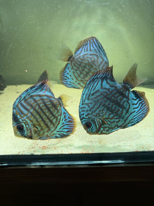 Discus cardume de 6