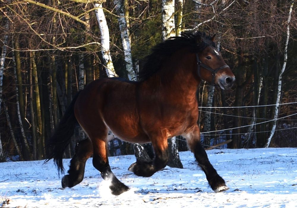 Ogier zimnokrwisty Carmel Z