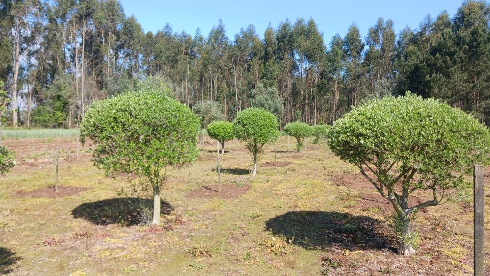 Oliveiras para jardim ou produção